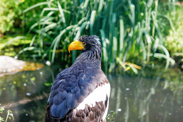 Steller's sea eagle, also known as Pacific sea eagle or white-shouldered eagle, is a very large diurnal bird of prey in the family Accipitridae.