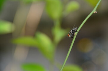 Close-up of insect on plan