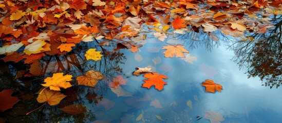 A group of leaves in vibrant autumn colors floats on the surface of the water, creating a reflection.