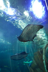 日本の神奈川県、江ノ島の水族館の魚 © dokosola
