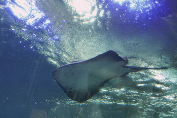 日本の神奈川県、江ノ島の水族館の魚 © dokosola