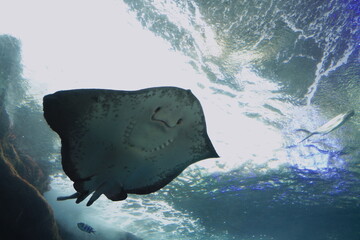 日本の神奈川県、江ノ島の水族館の魚 © dokosola