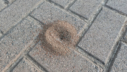 Anthill created on paving slabs close up