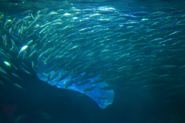 Fototapeta na wymiar 日本の神奈川県、江ノ島の水族館の魚