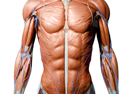 human anatomy