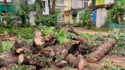 fallen and sawn tree in a tropical country