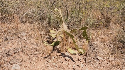 Dead plant in the desert with dry cactus