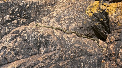 Viper crawls on a granite rock wall