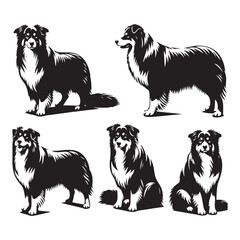 Graceful Herding: Vector Silhouette of Australian Shepherd - Capturing the Elegance and Vigilance of this Beloved Working Dog Breed. Vector Australian Shepherd silhouette.