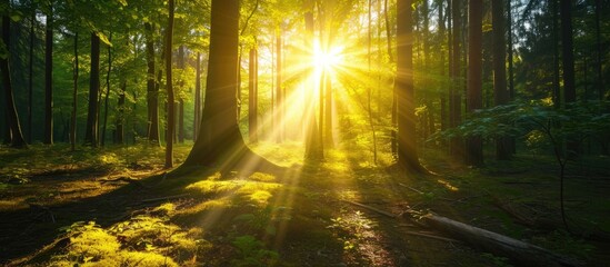 The sun shines brightly through the trees in the forest, illuminating the lush green foliage.