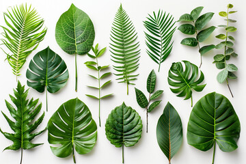 Fototapeta premium Collection of Tropical Leaves on Background 