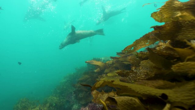 Seals and kelp underwater slow motion cinematic