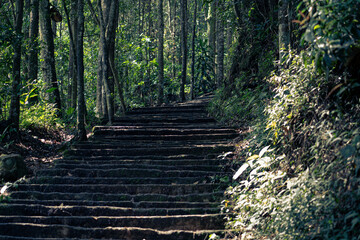 stairs in the forest