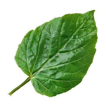 Boldo leaf, transparent background, isolated image, generative AI