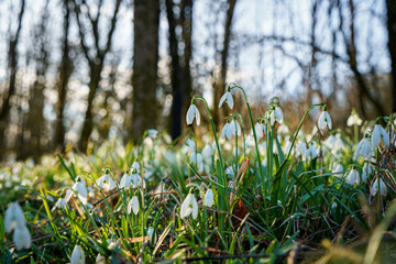 Snowdrop or common snowdrop, Galanthus nivalis flowers. Snowdrops after the snow has melted. In the...