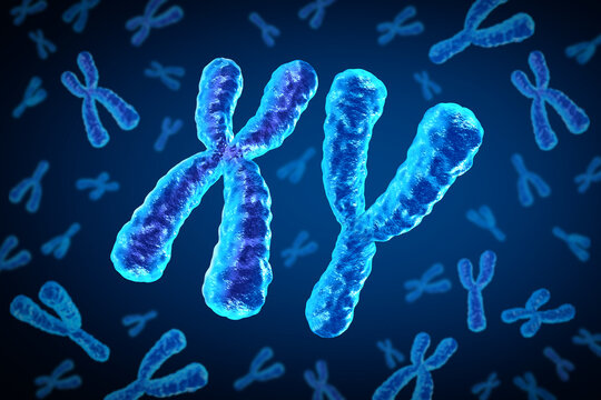 X and Y Chromosomes as male Chromosome concept for a human biology structure containing dna genetic information as a medical symbol for gene therapy or microbiology genetics research.