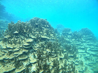水中世界、パラオハマサンゴ
