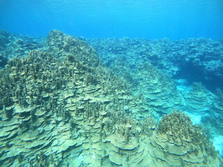 Naklejka na ściany i meble 自然の造形美 サンゴ群落