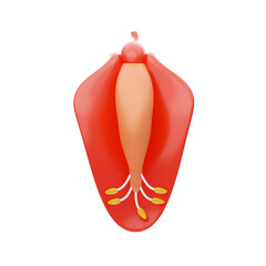 3D Ceibo Model Emblem Of Beauty And Strength In South America. 3d illustration, 3d element, 3d rendering. 3d visualization isolated on a transparent background