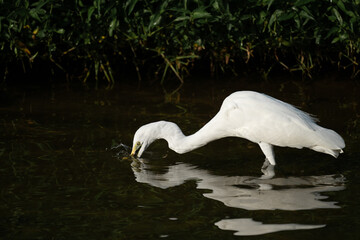 Naklejka premium A great white egret catches a frog. 