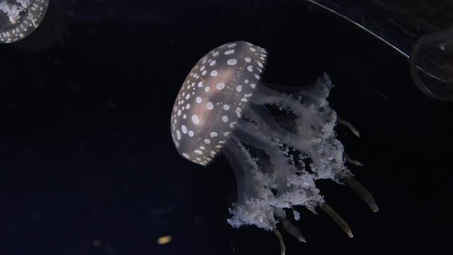 Jellyfish Gliding Through Dark Waters