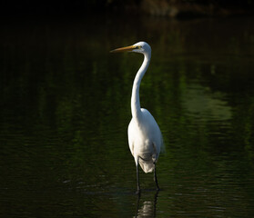 one white great egret standing in the water, dark background