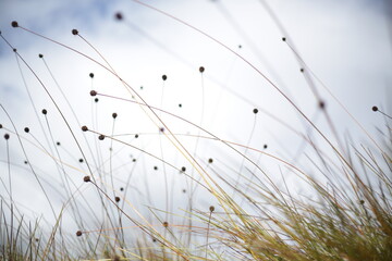 dry grasses in the wind