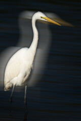 one white great egret with motion blurred effect, dark background