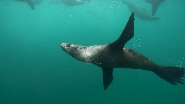 Seals and kelp underwater slow motion cinematic