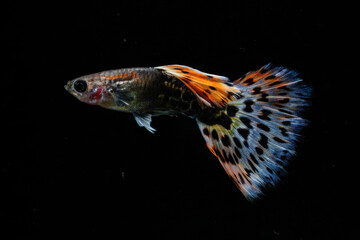 Leopard guppy (Poecilia reticulata) isolated on black background.