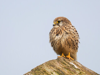 Turmfalke (Falco tinnunculus)