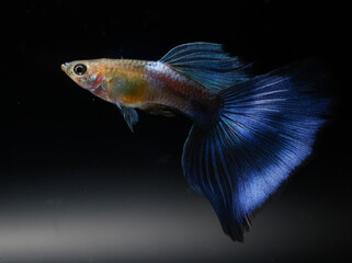 Japan blue guppy (Poecilia reticulata) isolated on black background.