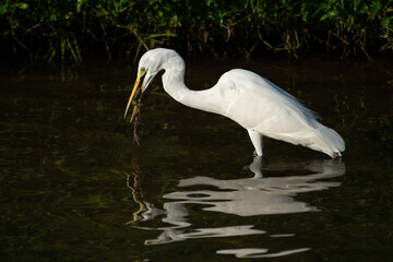 A great white egret catches a frog. 