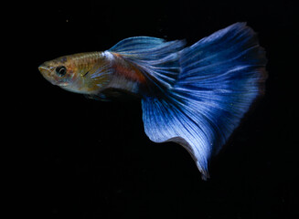 Japan blue guppy (Poecilia reticulata) isolated on black background.