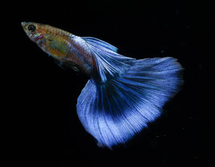 Japan blue guppy (Poecilia reticulata) isolated on black background.
