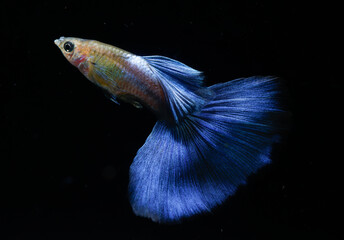 Japan blue guppy (Poecilia reticulata) isolated on black background.