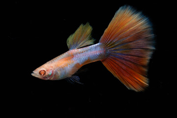 Albino aquamarine pink tail guppy (Poecilia reticulata) isolated on black background. Fancy guppy.