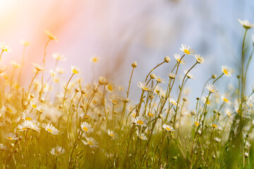 Daisy Chamomile background. Beautiful nature scene with blooming chamomilles in sun flare. Sunny day. Summer flowers.