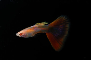 Albino aquamarine pink tail guppy (Poecilia reticulata) isolated on black background.