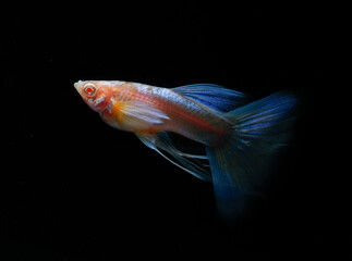 Albino blue tail ribbon fin guppy (Poecilia reticulata) isolated on black background.
