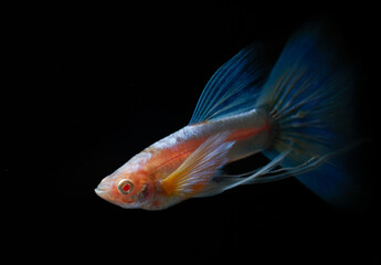 Albino blue tail ribbon fin guppy (Poecilia reticulata) isolated on black background. © Supakit