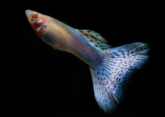 Albino lazuri blue tail guppy (Poecilia reticulata) isolated on black background.