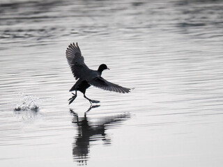 Blässhuhn (Fulica atra)