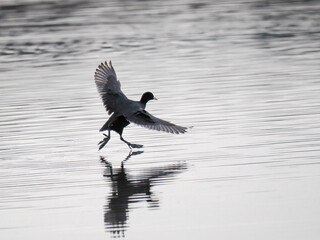 Blässhuhn (Fulica atra)