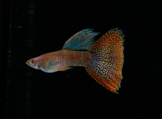 Albino king cobra guppy (Poecilia reticulata) isolated on black background.