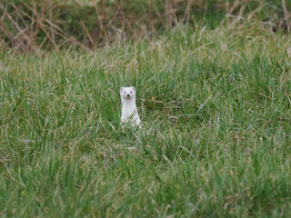 Hermelin (Mustela erminea), auch Großes Wiesel oder Kurzschwanzwiesel