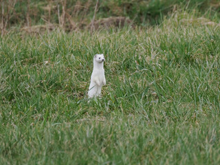Hermelin (Mustela erminea), auch Großes Wiesel oder Kurzschwanzwiesel