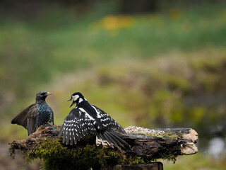 Star (Sturnus vulgaris)   und Buntspecht