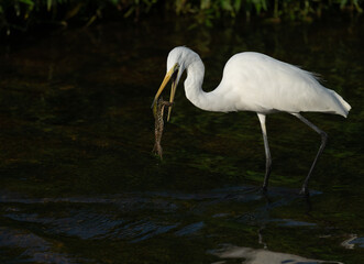 A great white egret catches a frog. 