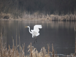 Silberreiher (Ardea alba)